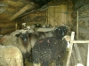 Фото 44. Вівці у притулі