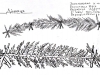 Іл.104. Огорожа ДІЛЬНИЦЯ (ДІННИЦЯ)